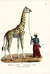 Jirafa, 1824